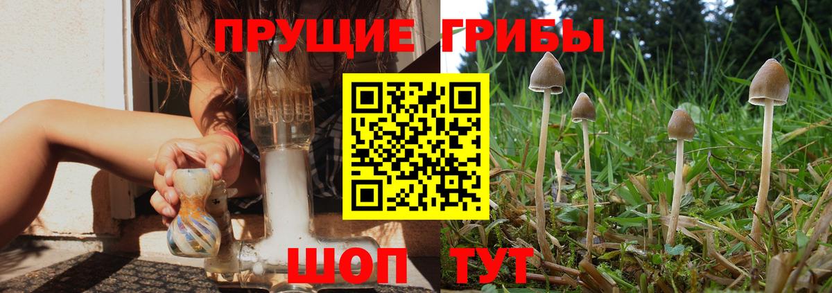 Сокол  Галлюциногенные грибы Cubensis  Галлюциногенные грибы Psilocybine cubensis  Вход с VPN 